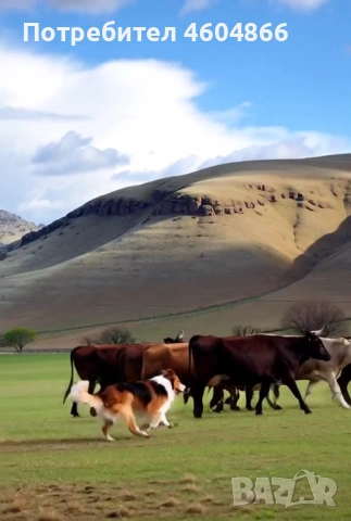 Продава нива - поземлен имот до София, снимка 5 - Земеделска земя - 53464099