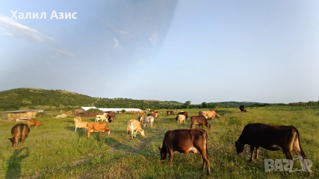 Продавам стадо крави джарсей. 34 броя редовни дойни. Повечето са бременни 7-ми месец., снимка 17 - Крави - 52032985