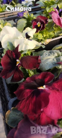 Продавам теменужки, снимка 7 - Градински цветя и растения - 53522788