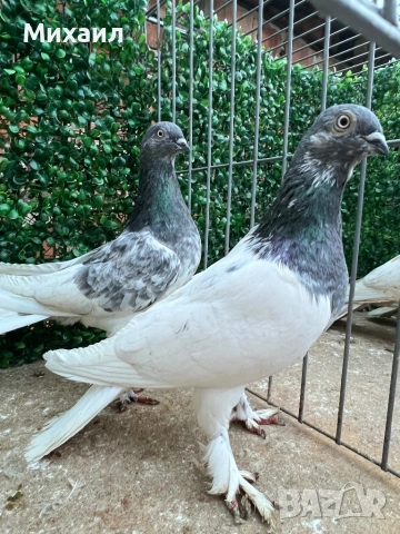 Сатинети, Унгарци, снимка 5 - Гълъби - 53406751