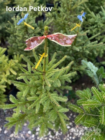 Смърч, Ела , Бор, снимка 3 - Градински цветя и растения - 52666584