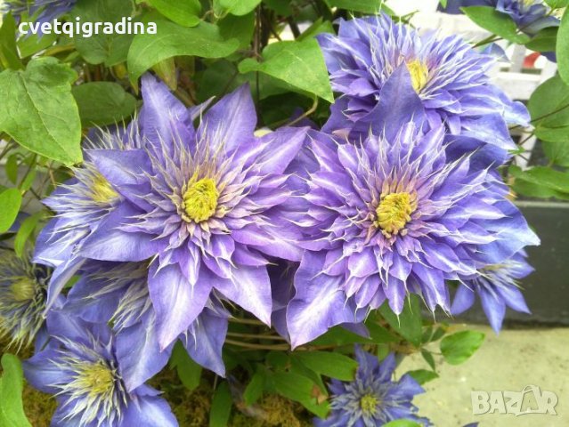 Clematis Multi Blue, снимка 1 - Градински цветя и растения - 39483861