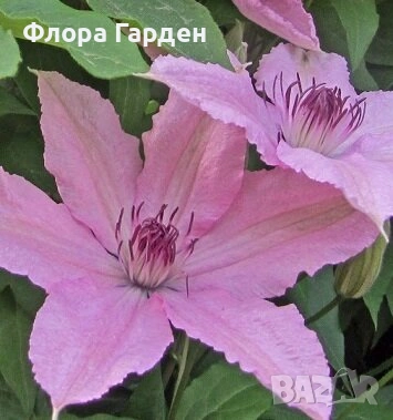 КЛЕМАТИС, БОЖУР - Коренища- ПРЕДВАРИТЕЛНИ ПОРЪЧКИ, снимка 6 - Градински цветя и растения - 53650447