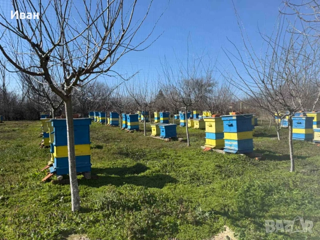 пчелни семейства, снимка 6 - Други животни - 52833092