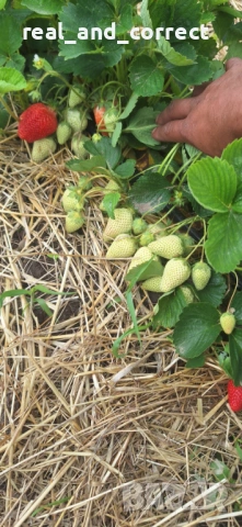 НЕВЕРОЯТЕН СВЕЖ РАЗСАД Ягоди и Малини от Произведител, снимка 5 - Разсади - 53487031