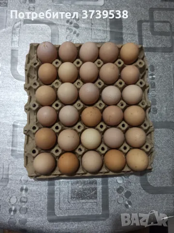 Яйца от Катунски кокошки и Черен Австралорп , снимка 3 - Други - 49405705