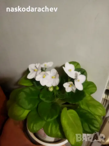 Теменужка, теменужки, сенполия снежно бяла, бял цвят, снимка 12 - Стайни растения - 48424077