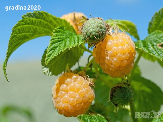 Налични 27 СОРТА МАЛИНИ