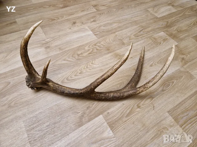 рог от елен         . , снимка 2 - Други - 50779306