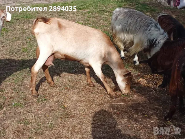 свободни 6 кози + 2 ярета , снимка 4 - Кози - 56250511