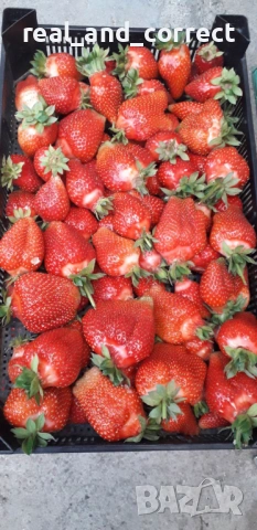 ВЪЛШЕБЕН Целогодишен Разсад Корени - Ягоди и Малини, снимка 13 - Разсади - 53687906