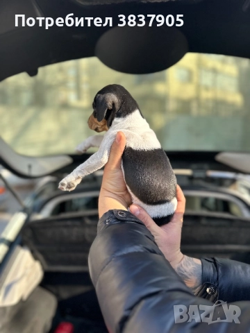 Джак Ръсел териер , снимка 6 - Джак ръсел териер - 52755533