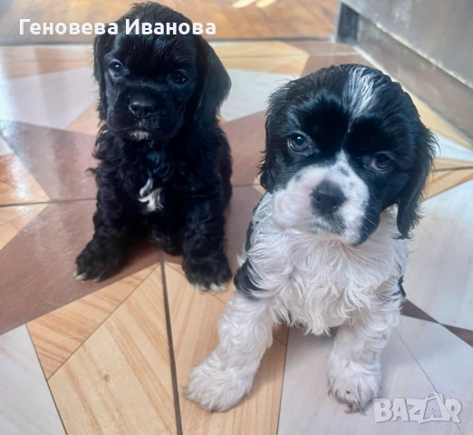 Американски кокер шпаньол, снимка 3 - Шпаньоли - 53004653