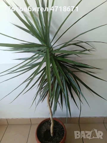 Драцена 1,5м