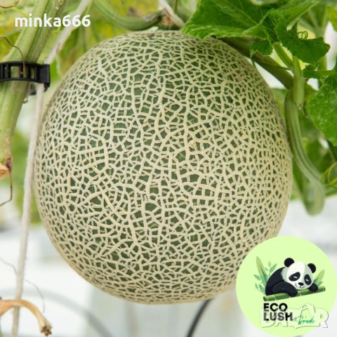 10бр.семена за пъпеш Юбари, снимка 2 - Сортови семена и луковици - 53016311