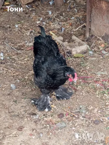 кокошки черна брама 3+1, снимка 2 - Кокошки и пуйки - 47560465