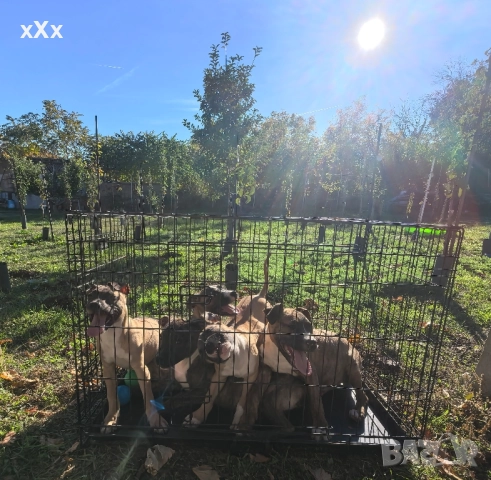 Питбул! , снимка 2 - Питбул - 52188073