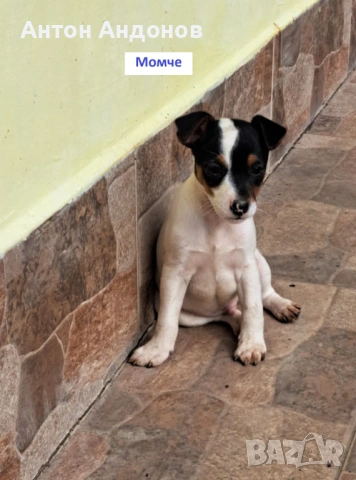 Джак Ръсел Териер, снимка 13 - Джак ръсел териер - 53382159