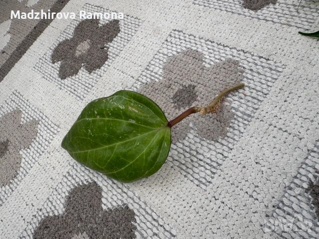 Hoya Sarawak , снимка 2 - Стайни растения - 53841830