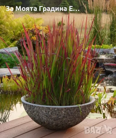 Императа, снимка 6 - Градински цветя и растения - 49492595