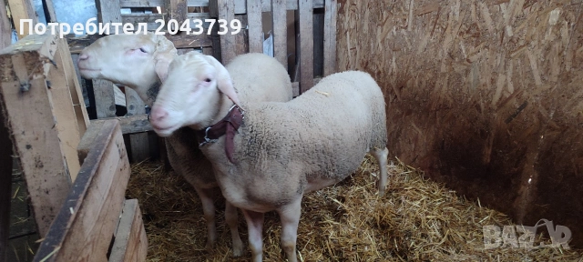 Два коча ЛАКОН., снимка 5 - Овце - 53184779