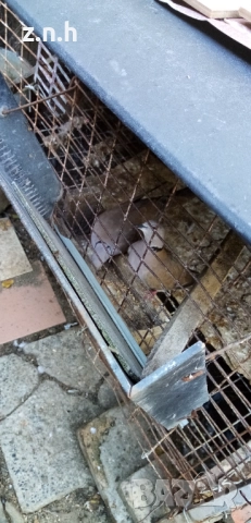  Пеещи гугудки скумрийки, снимка 6 - Патици и гъски - 51812986