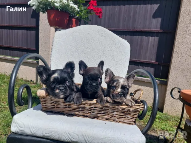 ⭐Френски булдочета⭐