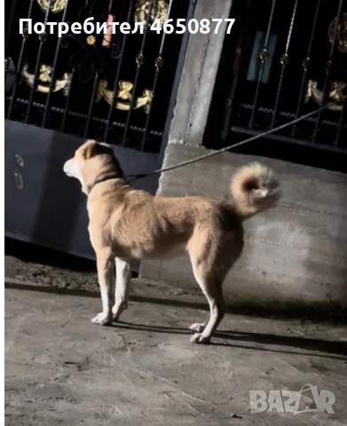 Свободна женска на 11 месеца, снимка 6 - Алабай - 52412908