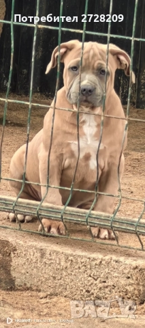 Американско Були ХЛ/ American Bully XL, снимка 15 - Питбул - 51410382