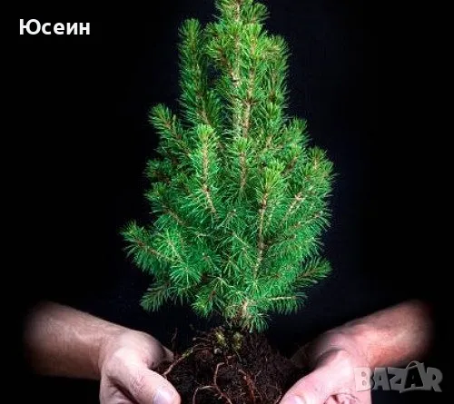 Фиданки от борчета, снимка 2 - Разсади - 48454749