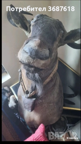 Ловен трофей