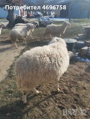 Продавам овен на година и половина, снимка 2 - Овце - 52946737