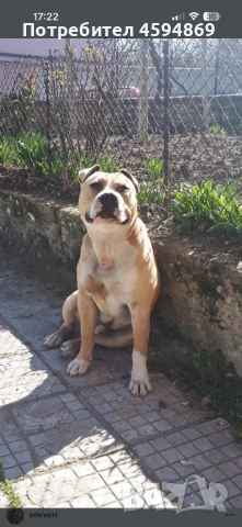 Американски стафордширски териер - за разплод