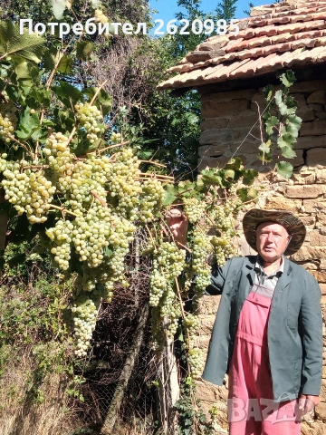 Лозов посадъчен материал , снимка 3 - Разсади - 53185674