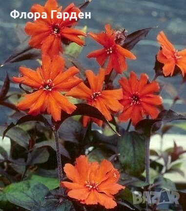 СЕМЕНА - Цветя двугодишни и многогодишни, снимка 2 - Сортови семена и луковици - 47504913