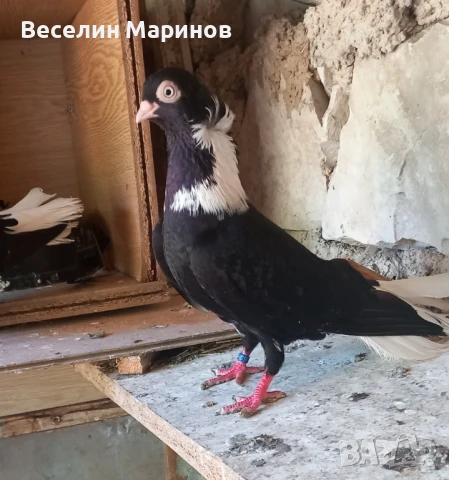 продавам  шуменски  гьлаби  и  американски храна4и, снимка 7 - Гълъби - 50969461