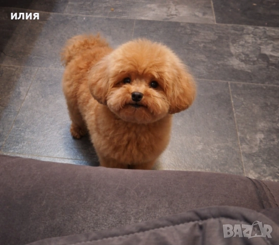 Мъжки тийкъп пудел за разпкод