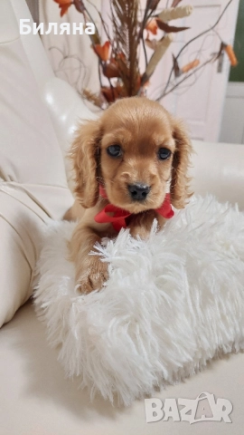 кокер шпаньолчета , снимка 2 - Кокер шпаньол - 52404650