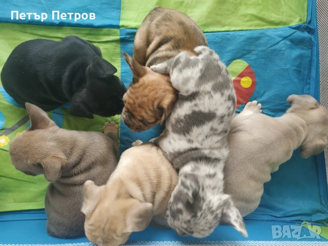 френски булдог -булдочета , снимка 6 - Френски булдог - 51929954