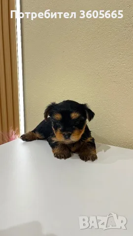 Йоркширски Териер / Йорки / Yorkie / Yorkshire Terrier, снимка 3 - Йоркширски териер - 56292834