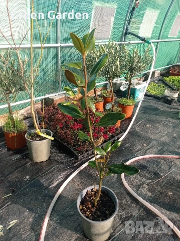 Магнолия Градифлора, снимка 2 - Градински цветя и растения - 52811053