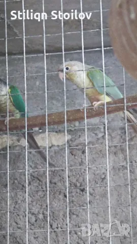 Млади пирура молина хипоксантия, снимка 3 - Папагали - 39436409