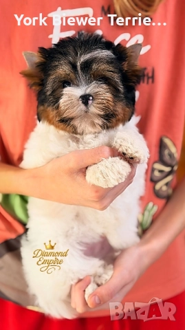 Йоркширски Териер, Сладури момчета и момичета с родословие за деца и възрастни!