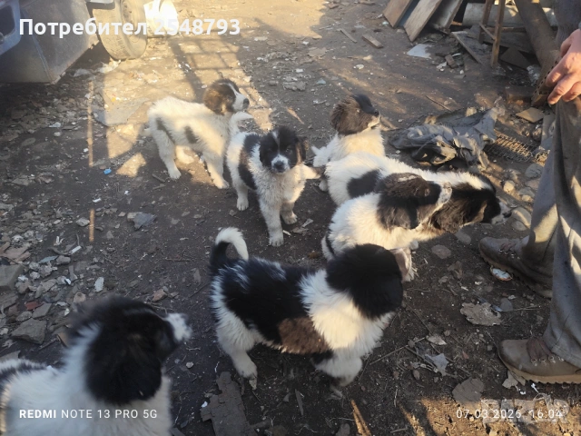 Каракачанки , снимка 8 - Каракачанска овчарка - 53824577