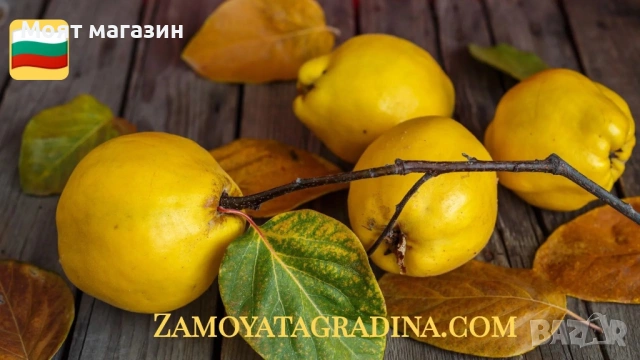 Дюля, снимка 2 - Градински цветя и растения - 53649966