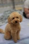 Той пудел/ Toy poodle, снимка 6