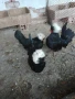 Продавам пилета от декоративни кокошки , снимка 2