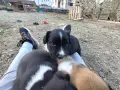кученца -  женски бебета си търсят свойте любящи стопани , снимка 2