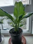 Цветя Спатифилум - в начало на цъфтеж, 6 броя налични, снимка 6