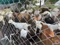 Ярета за продан, снимка 2